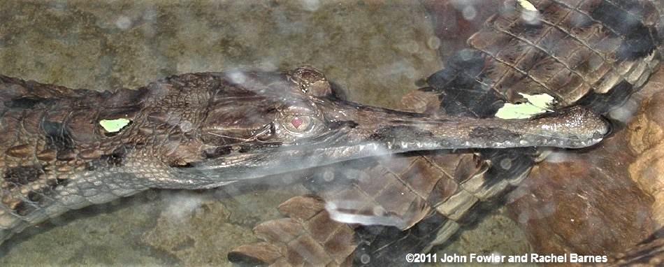 Malaysian (Malayan) Gharial or False Gharial Tomistoma schlegelii 